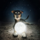 Image for article titled Best use of Photoshop yet may find abandoned dogs a new home